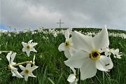 Spettacolo di narcisi e di amici sul Linzone (1392 m) il 12 maggio 2018 - FOTOGALLERY